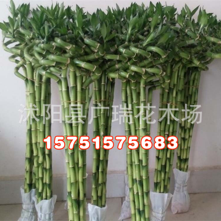 富貴竹保溫材料價(jià)格表及其相關(guān)探討
