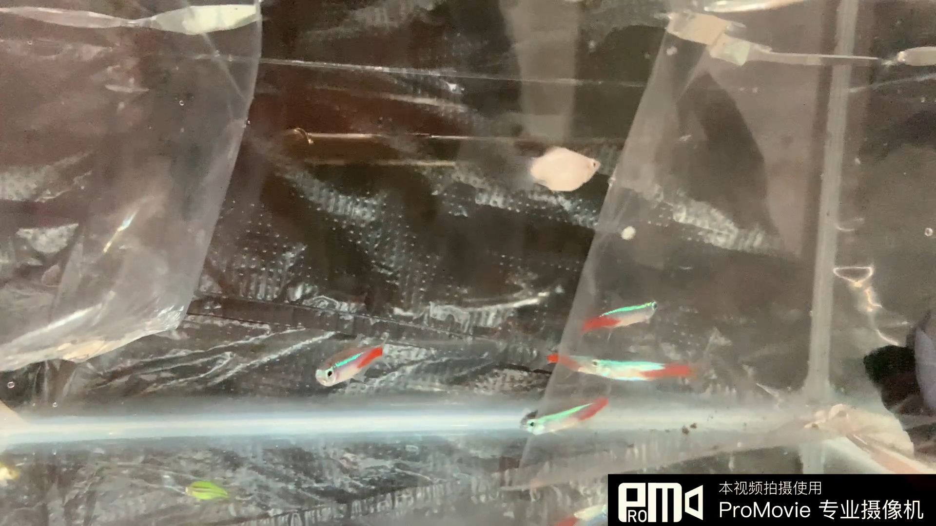 觀賞魚保溫材料的研究與解析